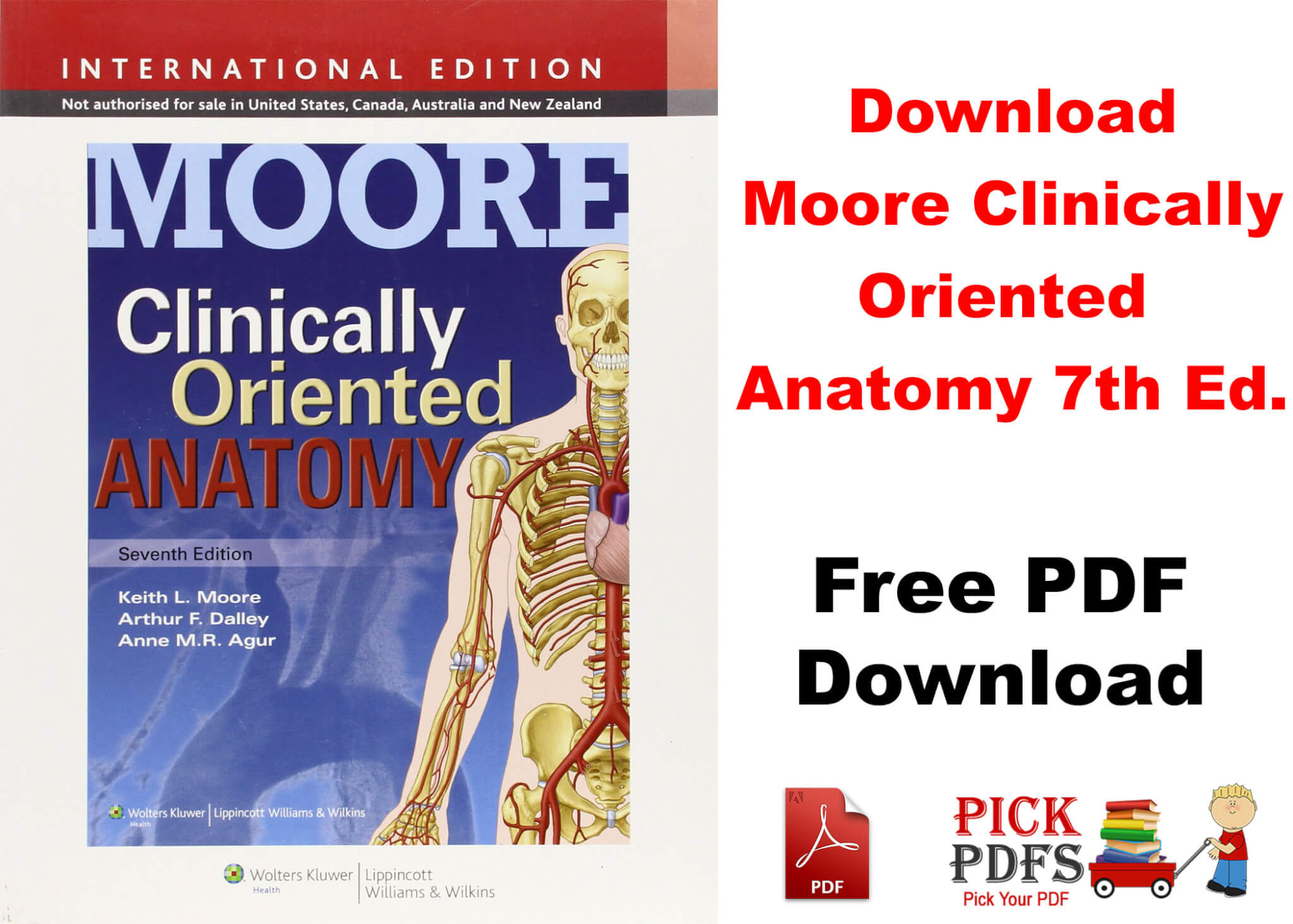 free medical moore anatomy 7th edition
