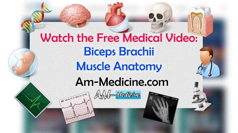 Biceps Brachii | Muscle Anatomy [Video]